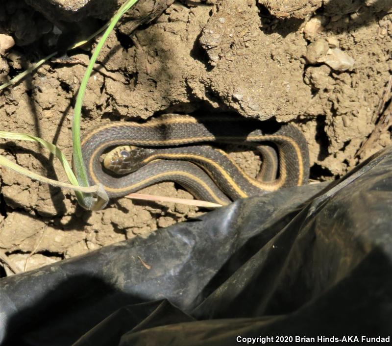 Mountain Gartersnake (Thamnophis elegans elegans)