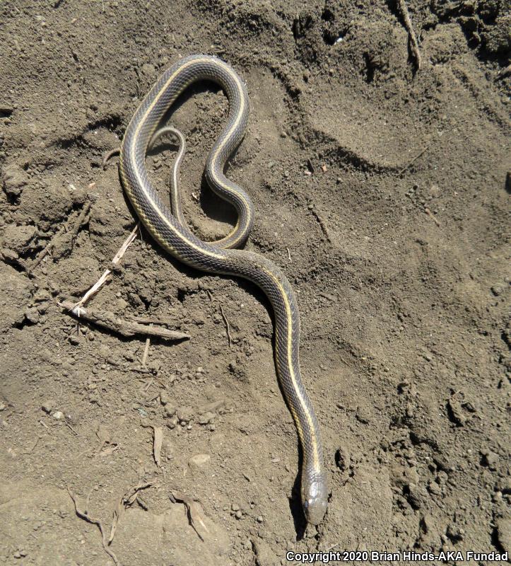 Mountain Gartersnake (Thamnophis elegans elegans)