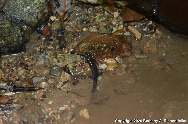 Spotted Dusky Salamander (Desmognathus conanti)