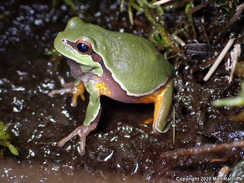 Pine Barrens Treefrog (Hyla andersonii)