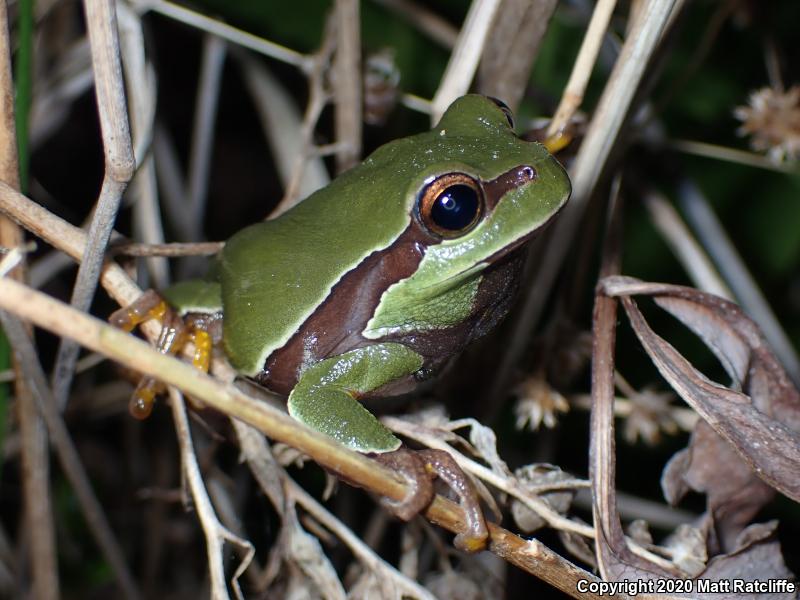 Pine Barrens Treefrog (Hyla andersonii)