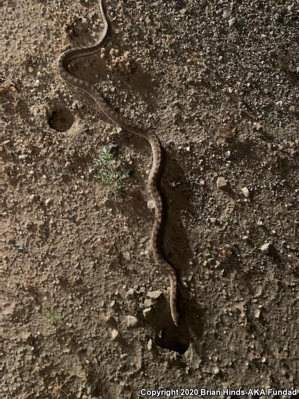 Desert Glossy Snake (Arizona elegans eburnata)