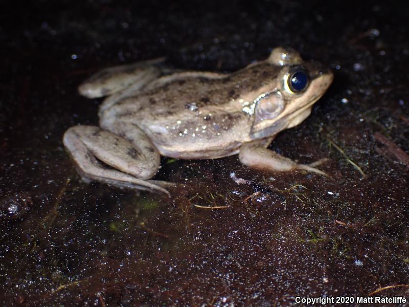 Carpenter Frog (Lithobates virgatipes)
