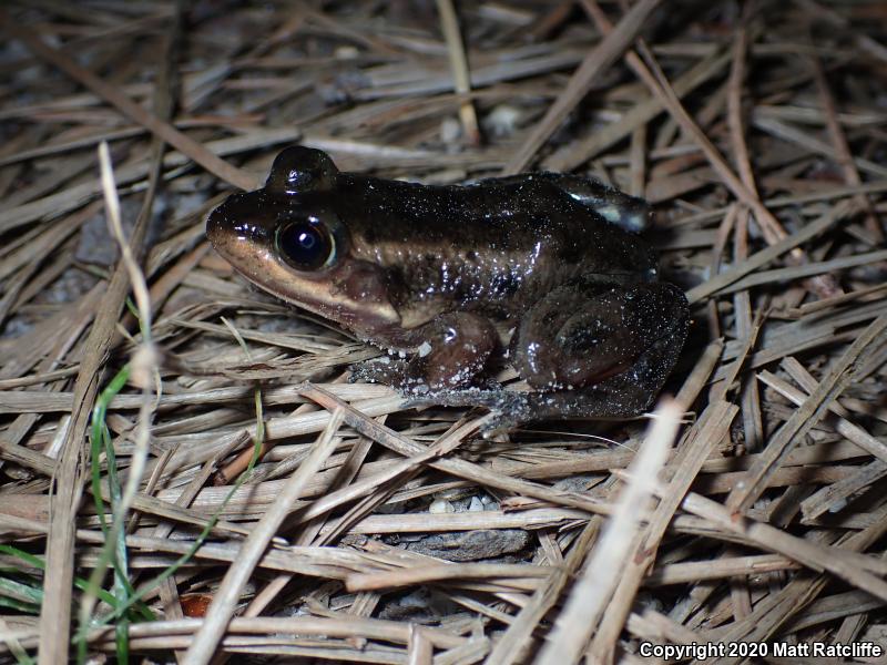 Carpenter Frog (Lithobates virgatipes)