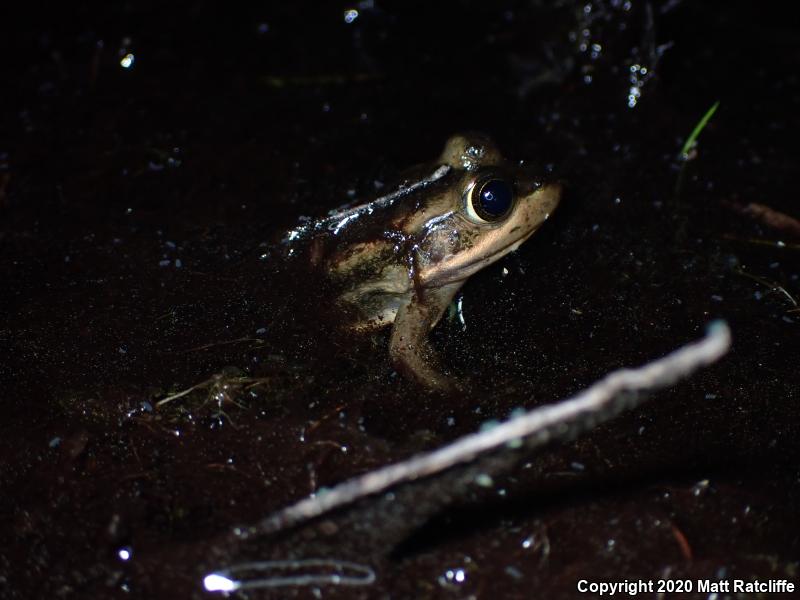 Carpenter Frog (Lithobates virgatipes)