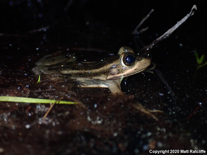 Carpenter Frog (Lithobates virgatipes)