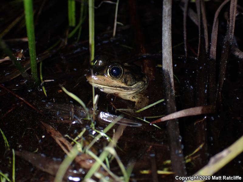 Carpenter Frog (Lithobates virgatipes)