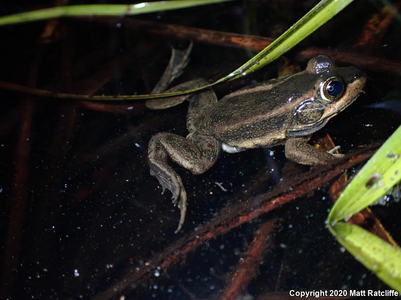 Carpenter Frog (Lithobates virgatipes)