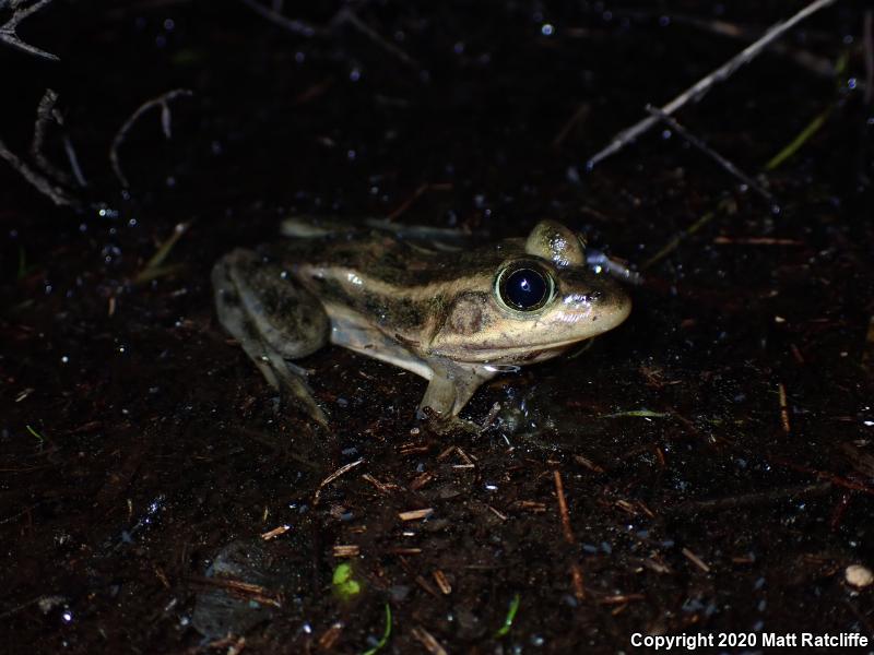 Carpenter Frog (Lithobates virgatipes)