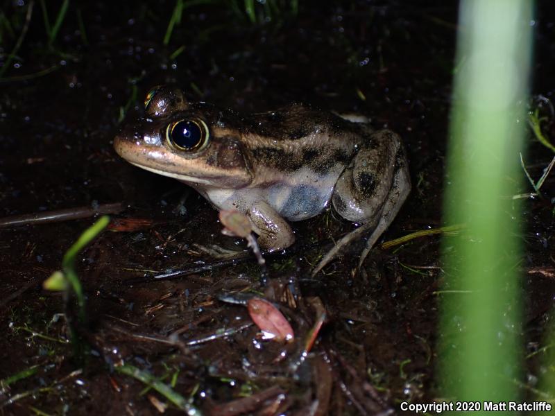 Carpenter Frog (Lithobates virgatipes)