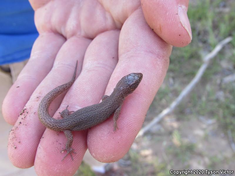 Desert Night Lizard (Xantusia vigilis vigilis)