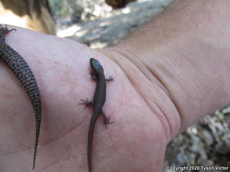 Desert Night Lizard (Xantusia vigilis vigilis)