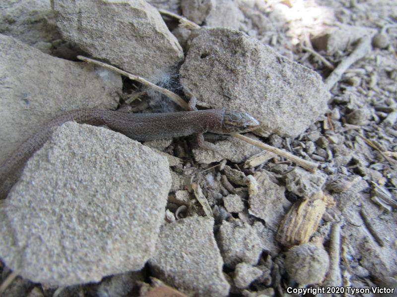 Desert Night Lizard (Xantusia vigilis vigilis)