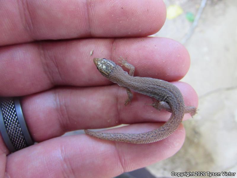 Desert Night Lizard (Xantusia vigilis vigilis)