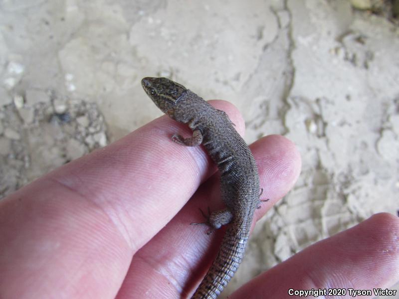 Desert Night Lizard (Xantusia vigilis vigilis)