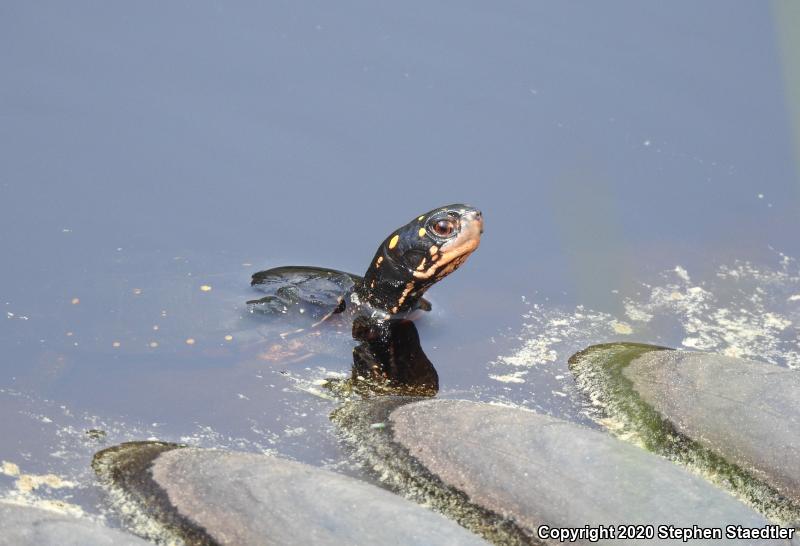 Spotted Turtle (Clemmys guttata)