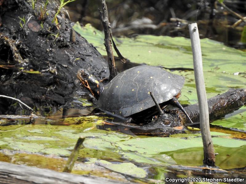 Spotted Turtle (Clemmys guttata)