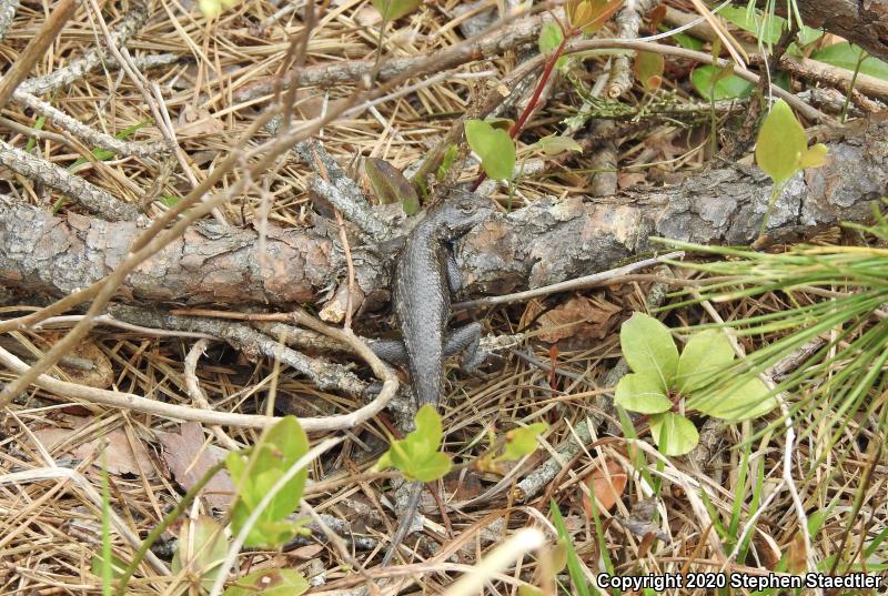 Eastern Fence Lizard (Sceloporus undulatus)