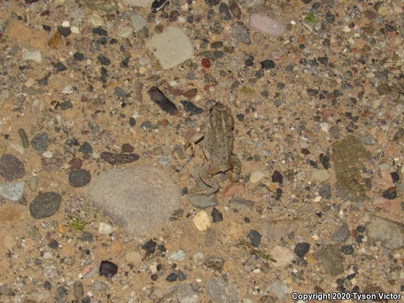 Arizona Toad (Anaxyrus microscaphus)