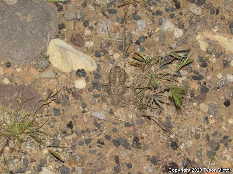 Arizona Toad (Anaxyrus microscaphus)