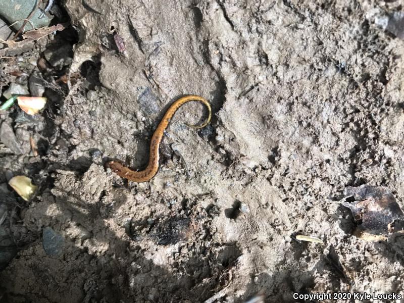 Allegheny Mountain Dusky Salamander (Desmognathus ochrophaeus)