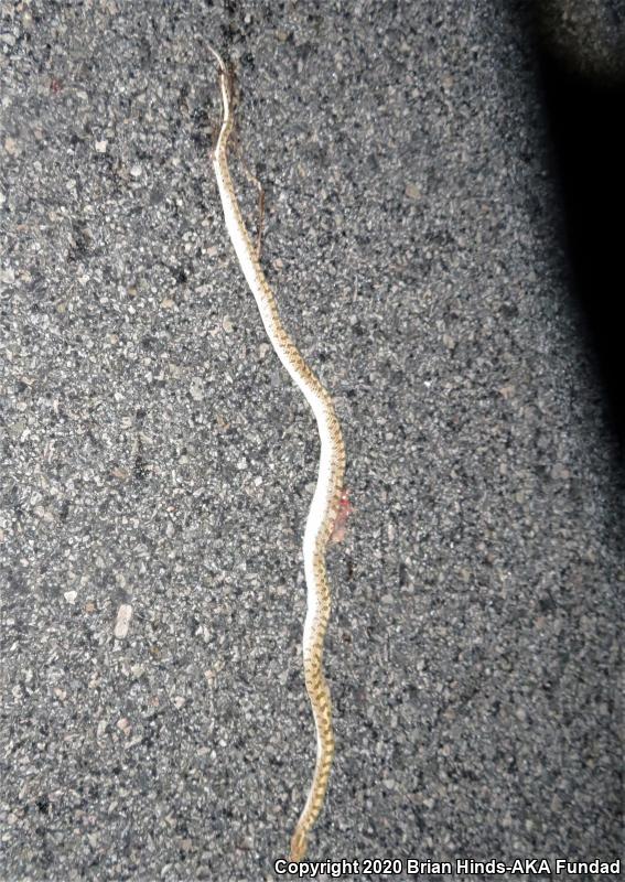 Desert Glossy Snake (Arizona elegans eburnata)