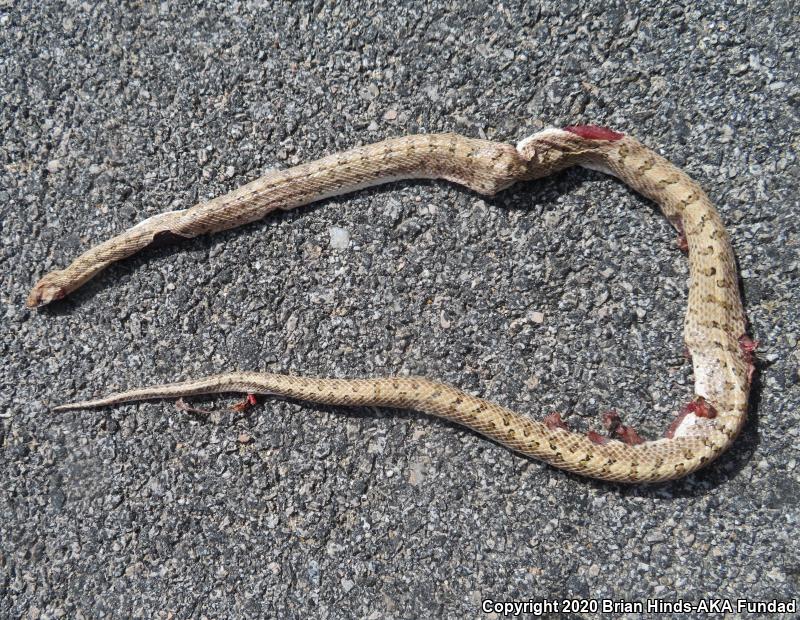 Desert Glossy Snake (Arizona elegans eburnata)