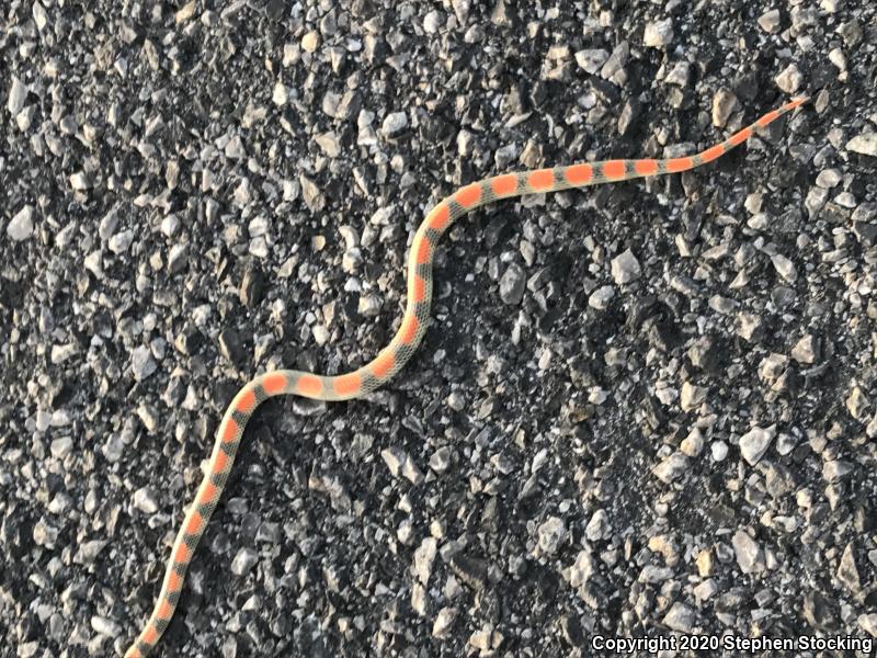 Variable Groundsnake (Sonora semiannulata semiannulata)