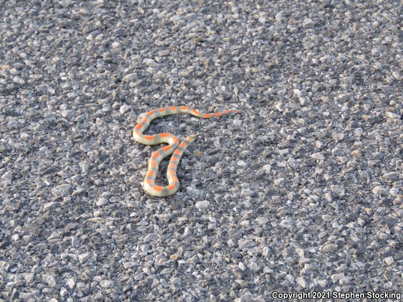 Variable Groundsnake (Sonora semiannulata semiannulata)