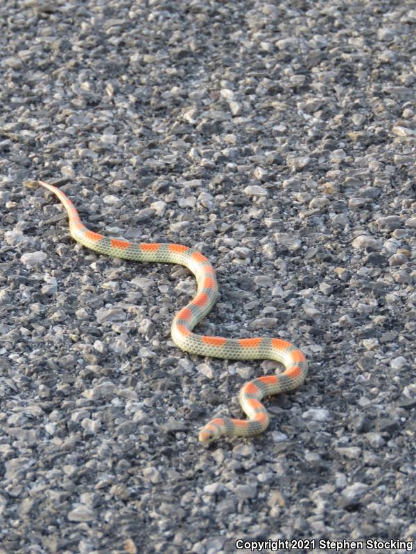 Variable Groundsnake (Sonora semiannulata semiannulata)