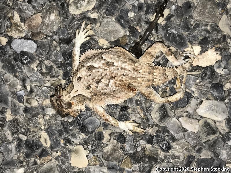 Southern Desert Horned Lizard (Phrynosoma platyrhinos calidiarum)