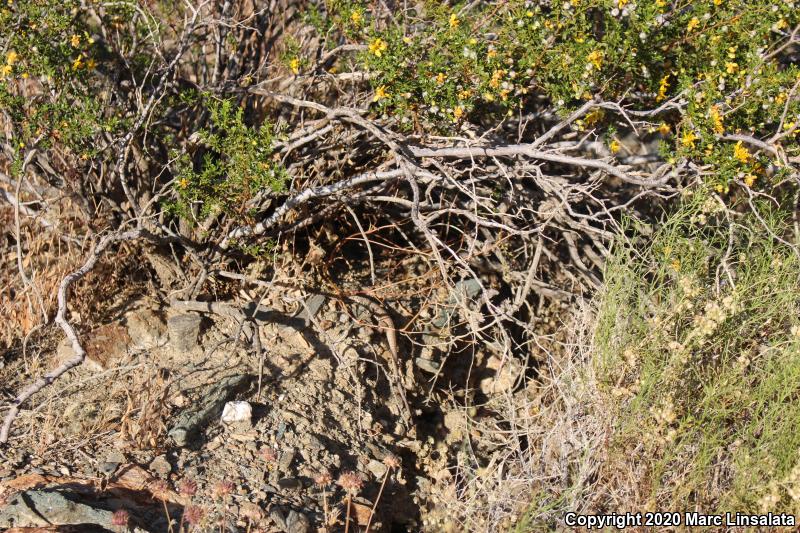 Great Basin Whiptail (Aspidoscelis tigris tigris)