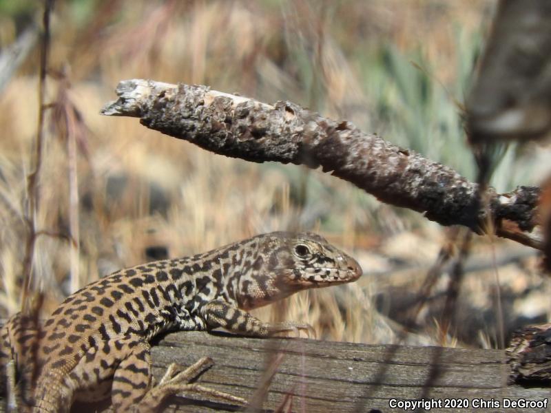 Coastal Whiptail (Aspidoscelis tigris stejnegeri)