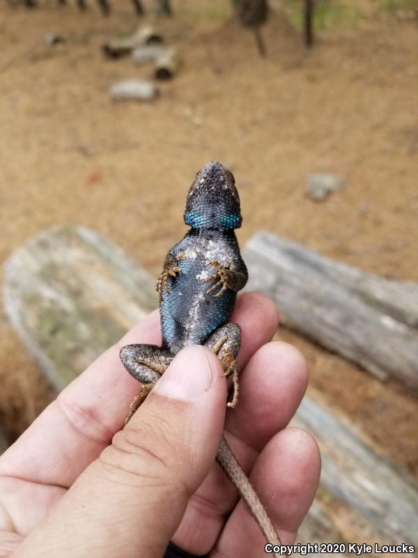 Eastern Fence Lizard (Sceloporus undulatus)