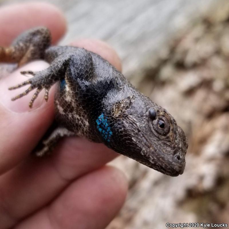 Eastern Fence Lizard (Sceloporus undulatus)