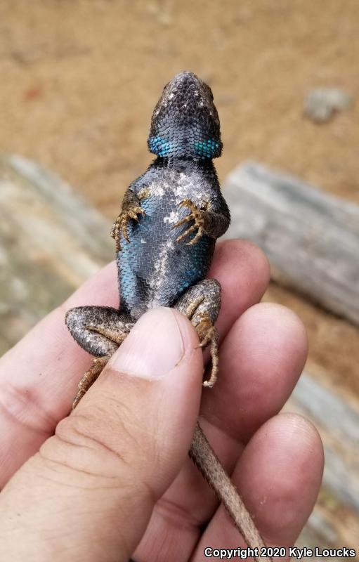 Eastern Fence Lizard (Sceloporus undulatus)