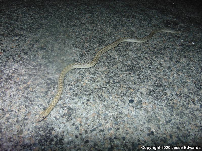 Desert Glossy Snake (Arizona elegans eburnata)