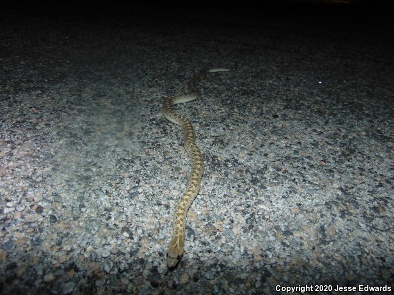 Desert Glossy Snake (Arizona elegans eburnata)