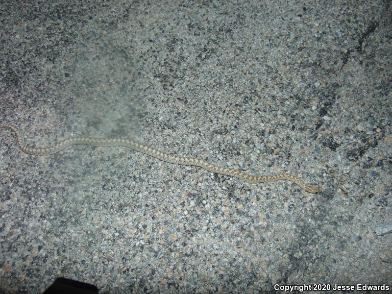 Desert Glossy Snake (Arizona elegans eburnata)