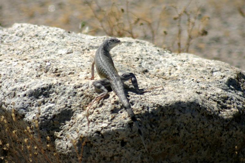 Western Zebra-tailed Lizard (Callisaurus draconoides rhodostictus)