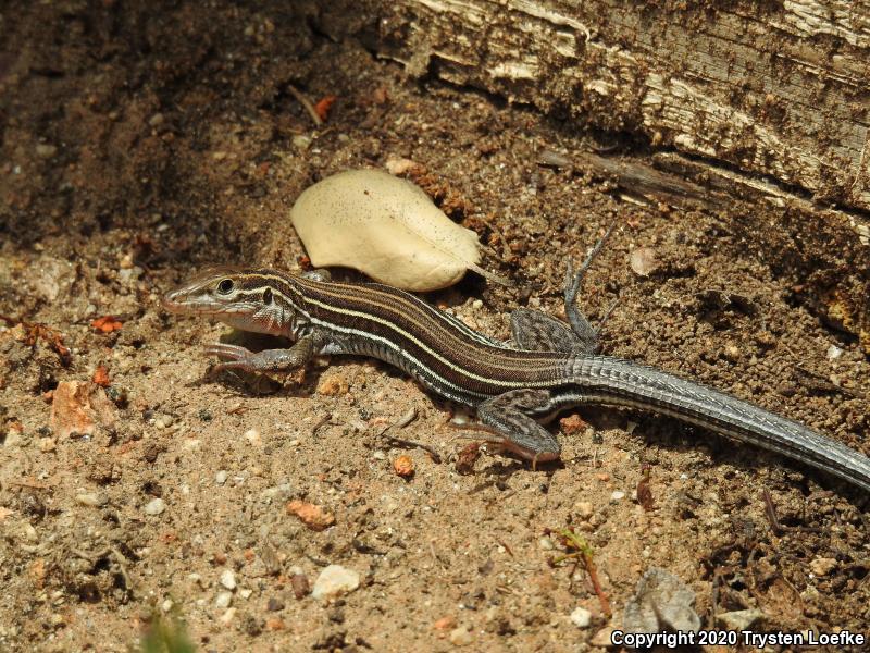 Belding's Orange-throated Whiptail (Aspidoscelis hyperythra beldingi)