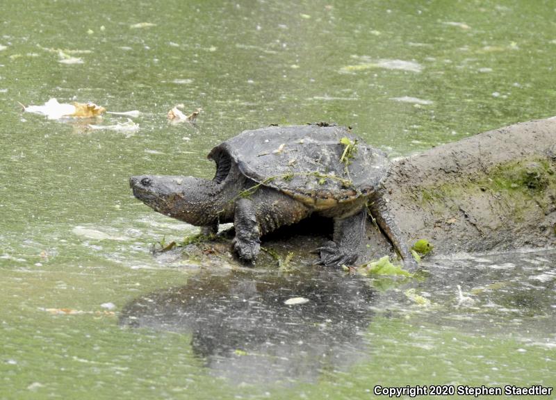 Eastern Snapping Turtle (Chelydra serpentina serpentina)