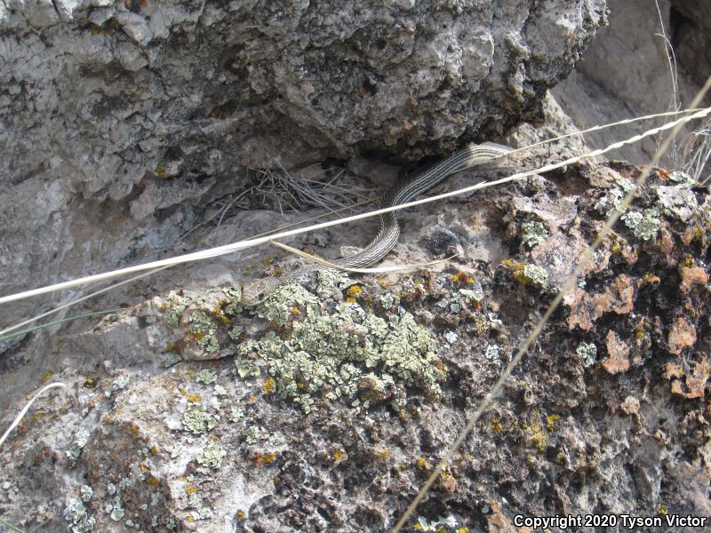 Desert Striped Whipsnake (Coluber taeniatus taeniatus)