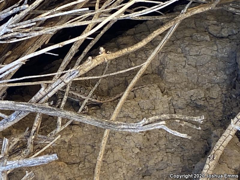 Southwestern Fence Lizard (Sceloporus cowlesi)