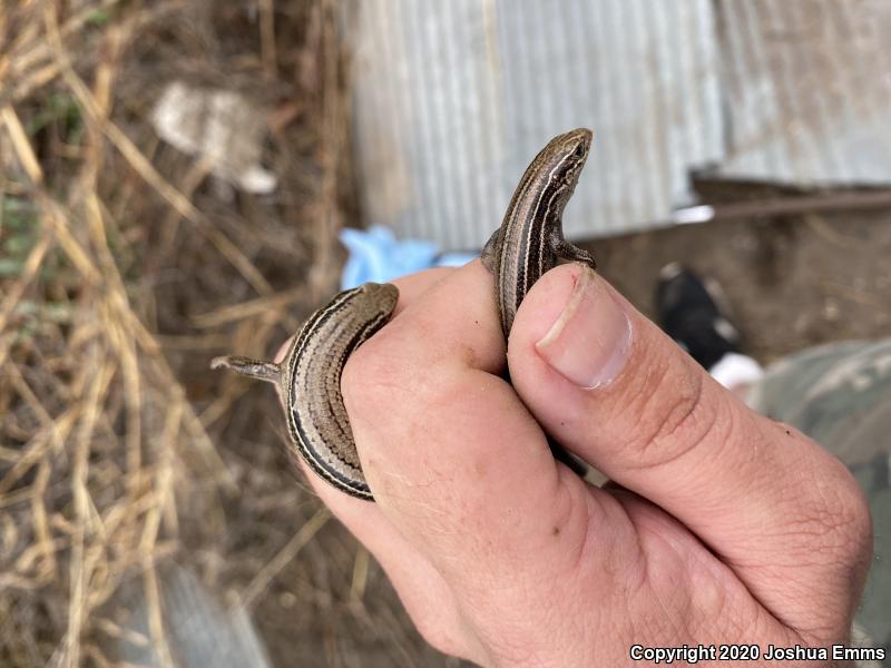 Northern Prairie Skink (Plestiodon septentrionalis septentrionalis)