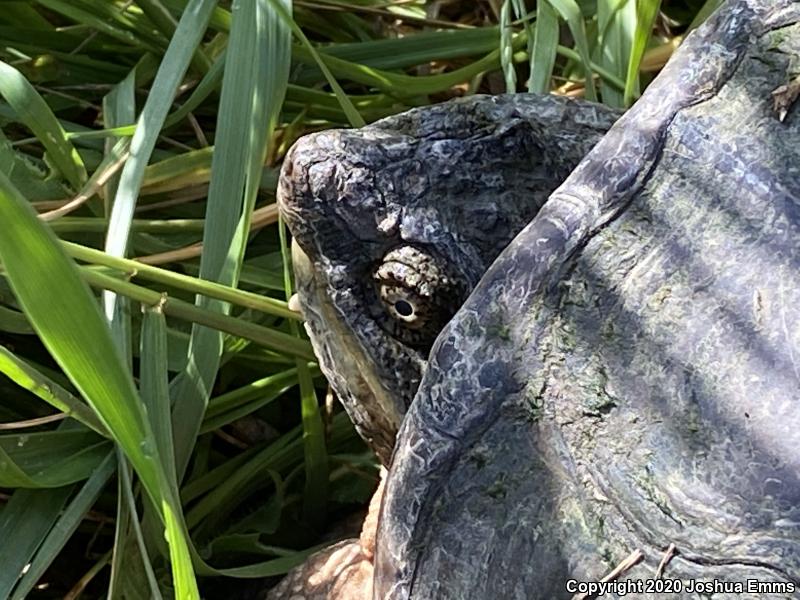 Eastern Snapping Turtle (Chelydra serpentina serpentina)