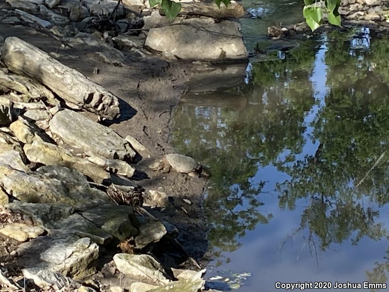 Eastern Snapping Turtle (Chelydra serpentina serpentina)