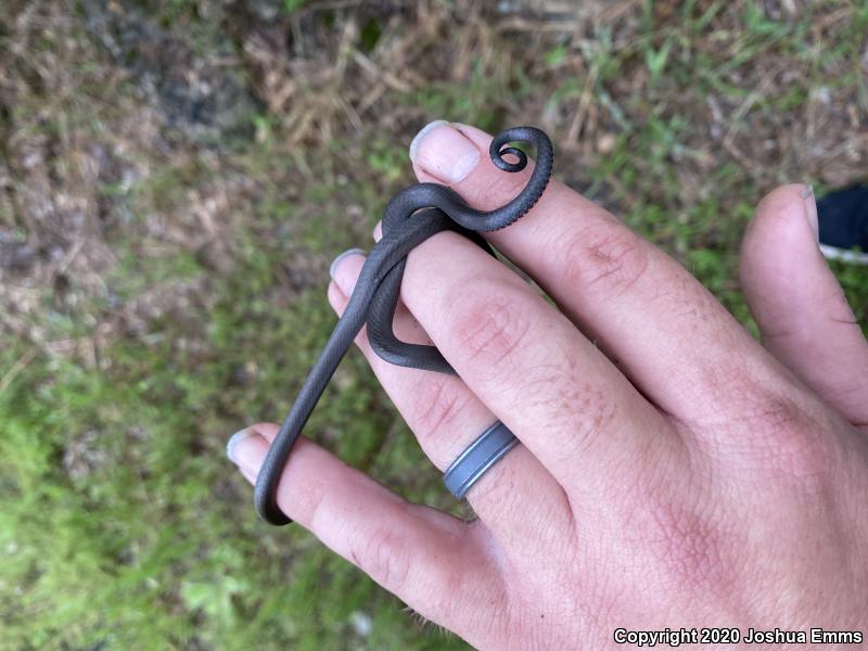 Prairie Ring-necked Snake (Diadophis punctatus arnyi)