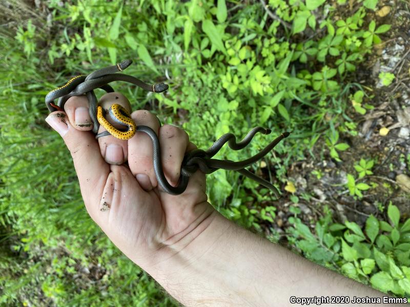 Prairie Ring-necked Snake (Diadophis punctatus arnyi)