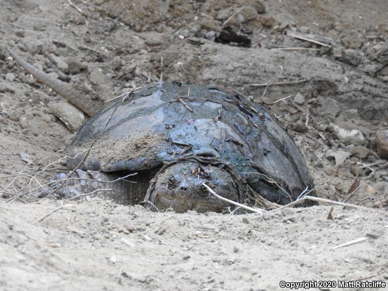 Eastern Snapping Turtle (Chelydra serpentina serpentina)